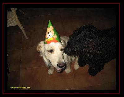 Golden Retriever Dog Party