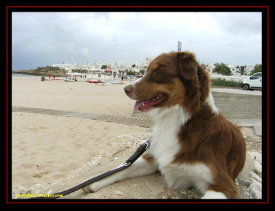 australian shepherd tri red