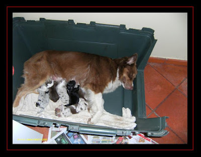 Australian Shepherd puppies