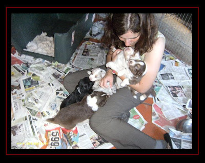 Australian Shepherd puppies