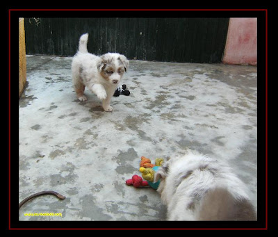 australian shepherd puppies first time out