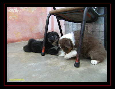australian shepherd puppies first time out