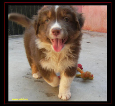 australian shepherd puppies with 6 weeks