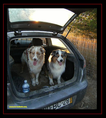 Herding with Australian Shepherd