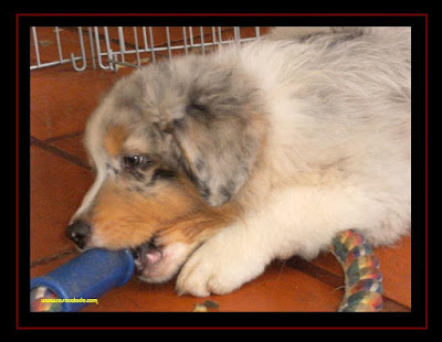 Australian Shepherd puppies 2 months