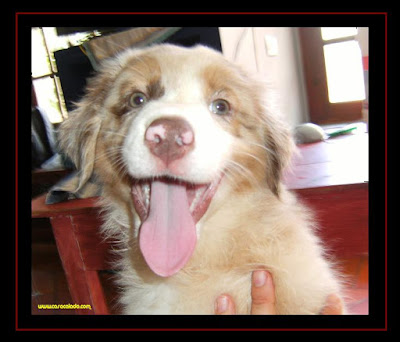 Australian Shepherd puppies 2 months