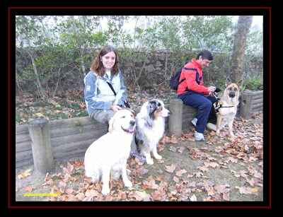 australian shepherd and golden retriever in serra de sintra 
