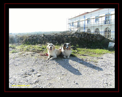 australian shepherd and golden retriever in dog trekking