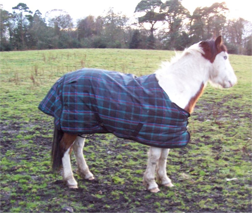 [20071128PlaidHorse.JPG]