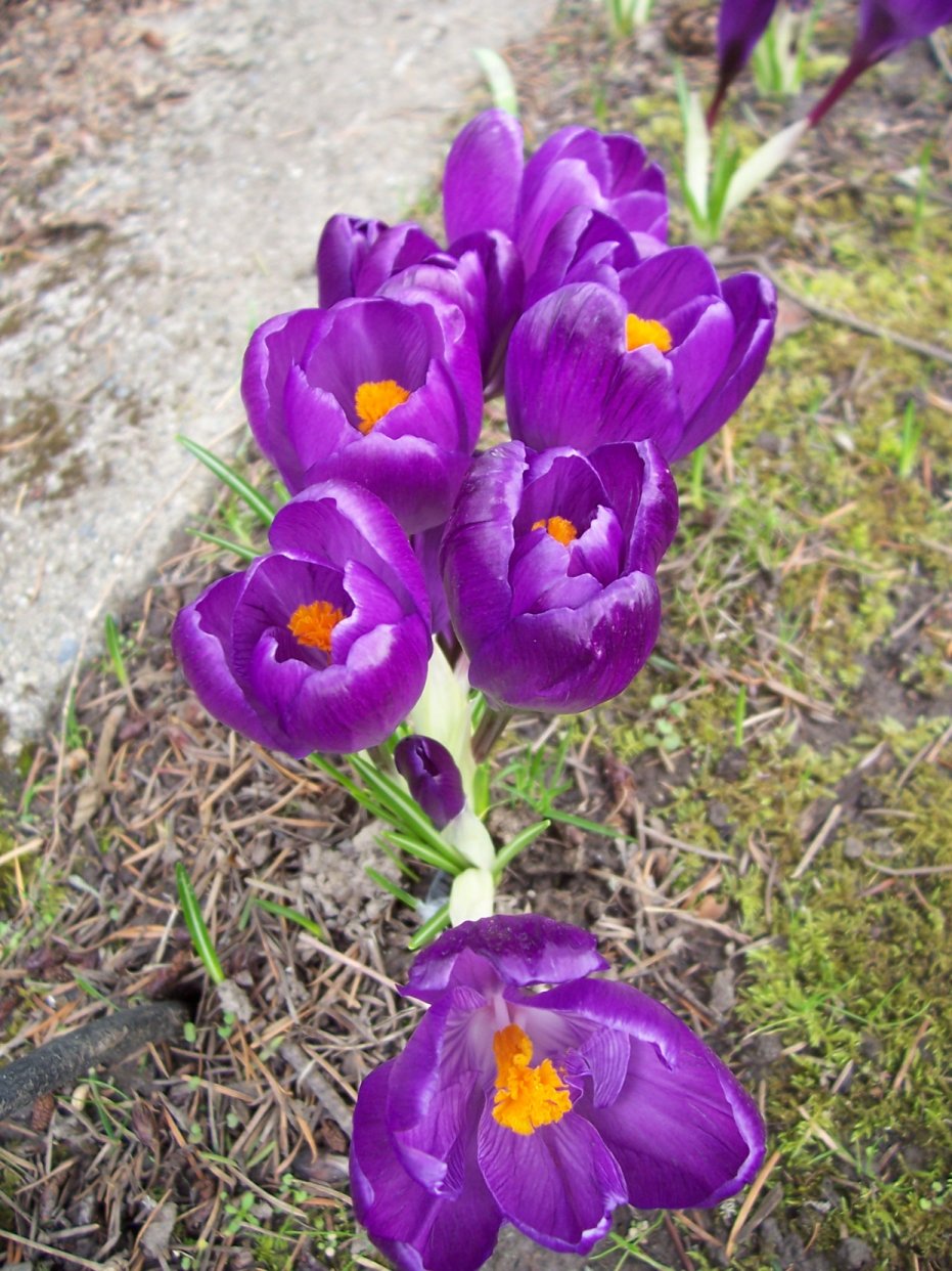 [Crocuses.JPG]