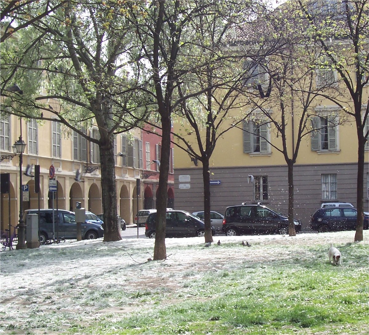 [SnowInParmaApril.jpg]