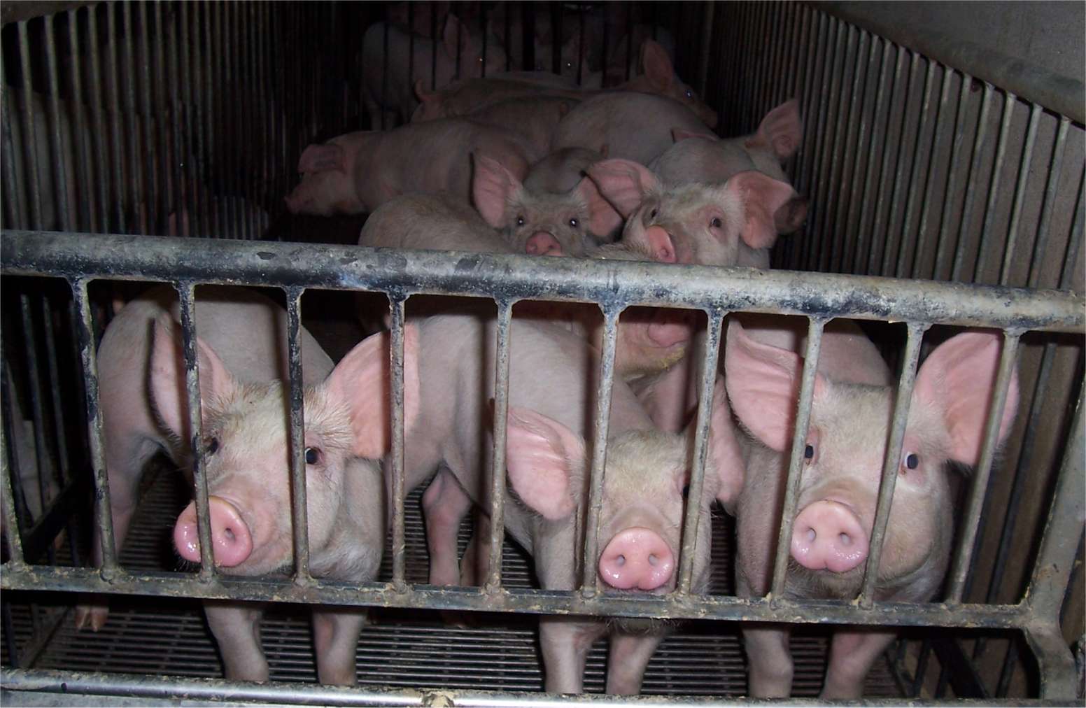 [PorkBreedingTeen.jpg]