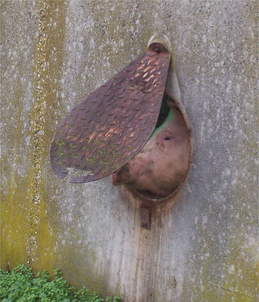 [PorkBreedingPorthole.jpg]