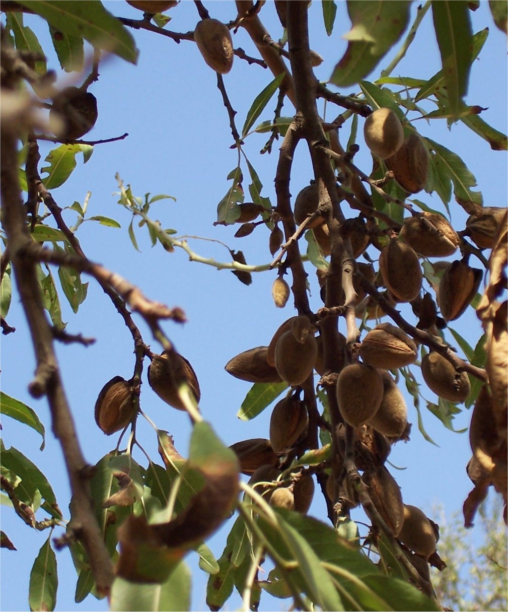 [20071020Almonds.JPG]