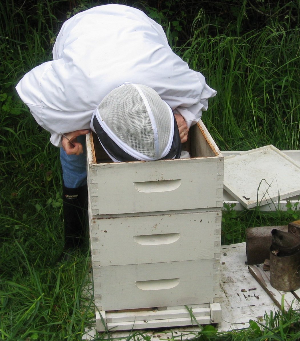 [Beekeeping04smell.jpg]