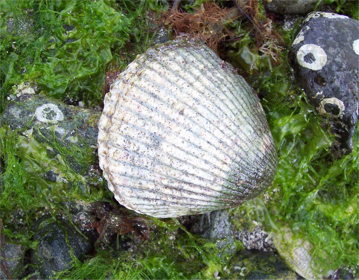 [MapleBayCockle.jpg]