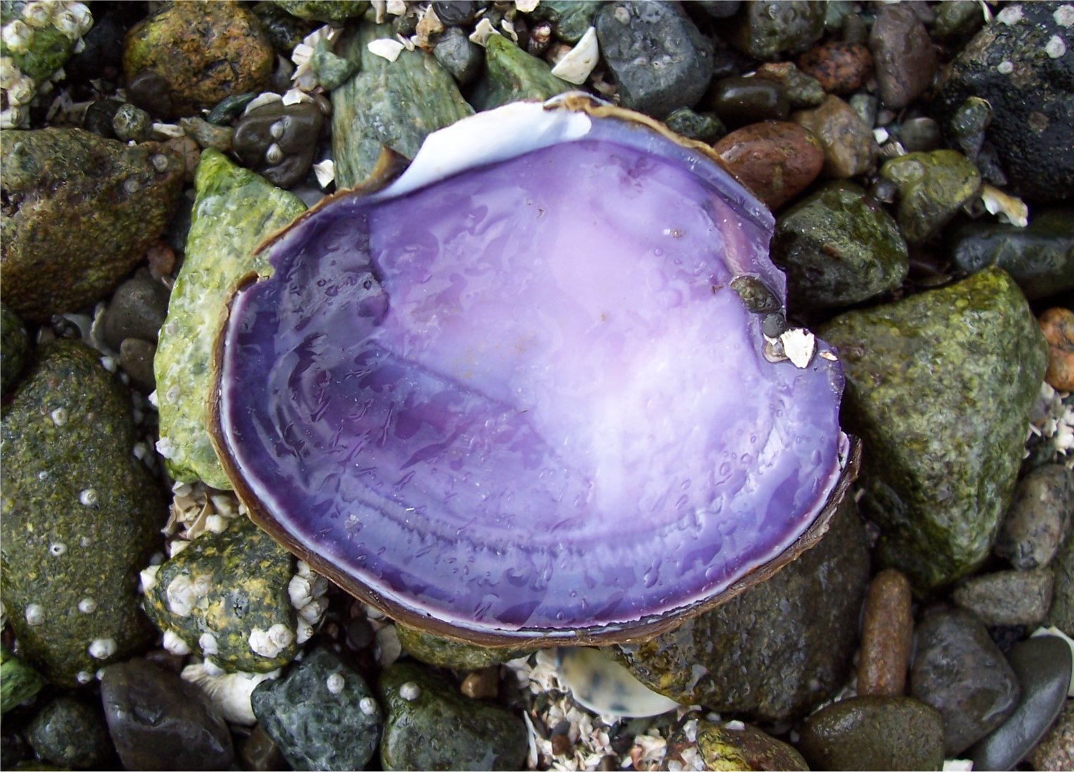 [MapleBayMahoganyClam2.jpg]