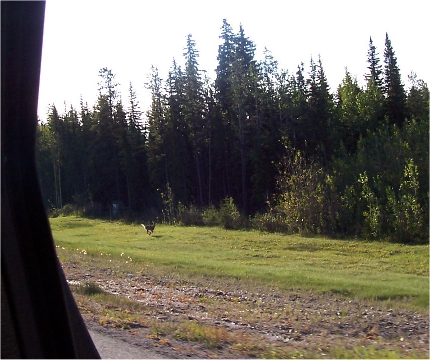 [AlbertaDeer.jpg]