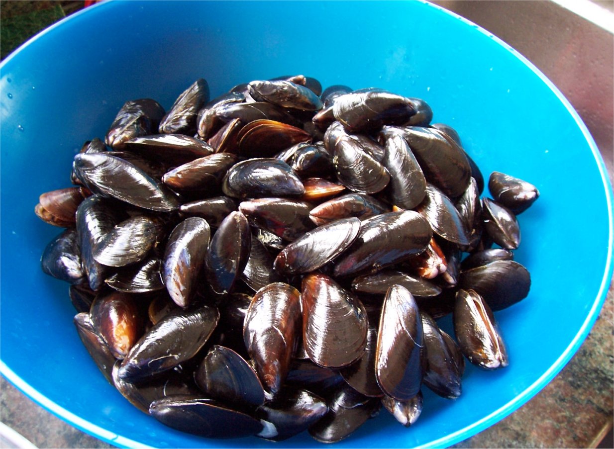 [Mussels1.jpg]