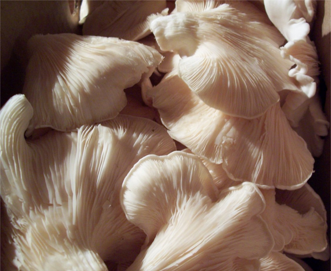[SaturdayFMMushrooms.jpg]