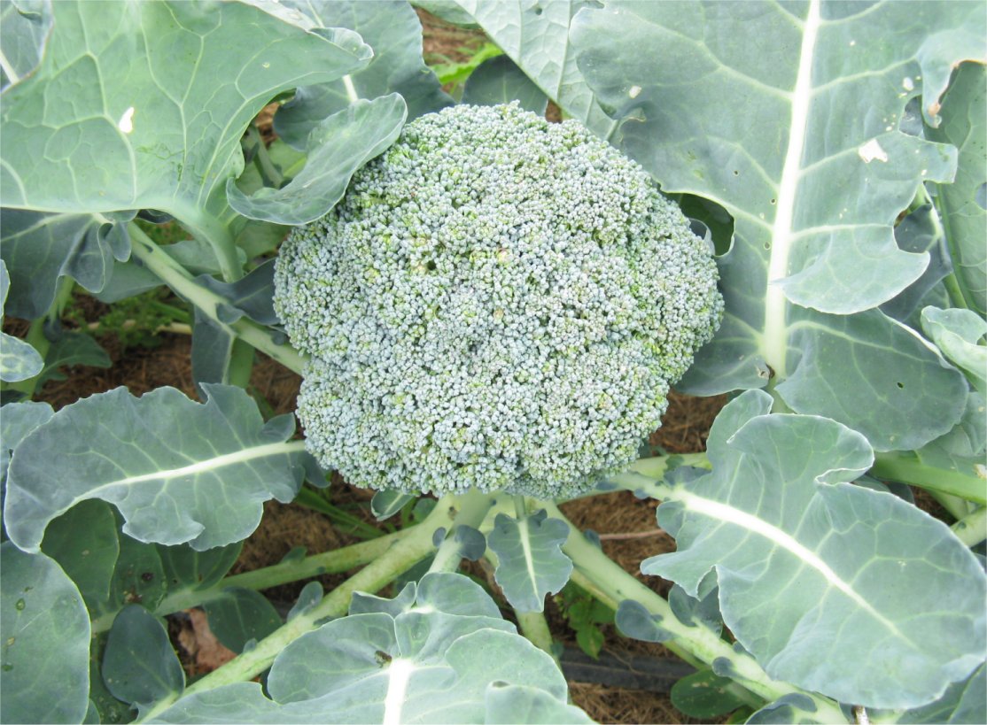 [LocalYokelsBrocolli.jpg]
