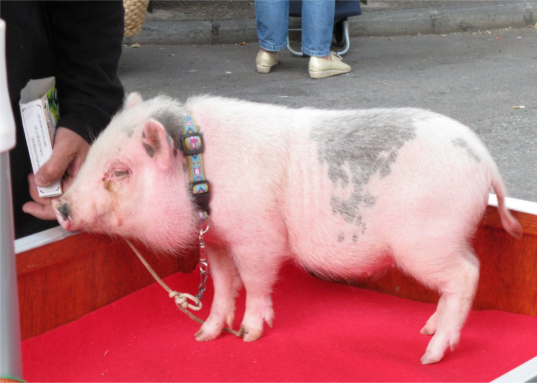 [MarketPig.jpg]