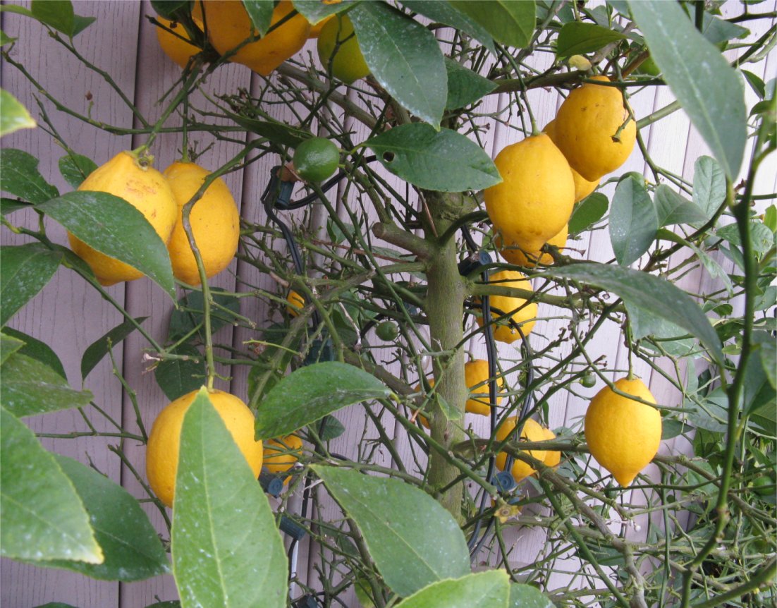 [DeepCoveLemons.jpg]