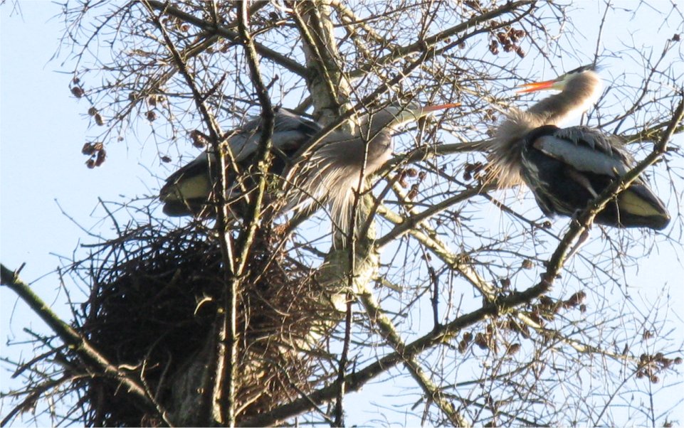 [Heron5.jpg]