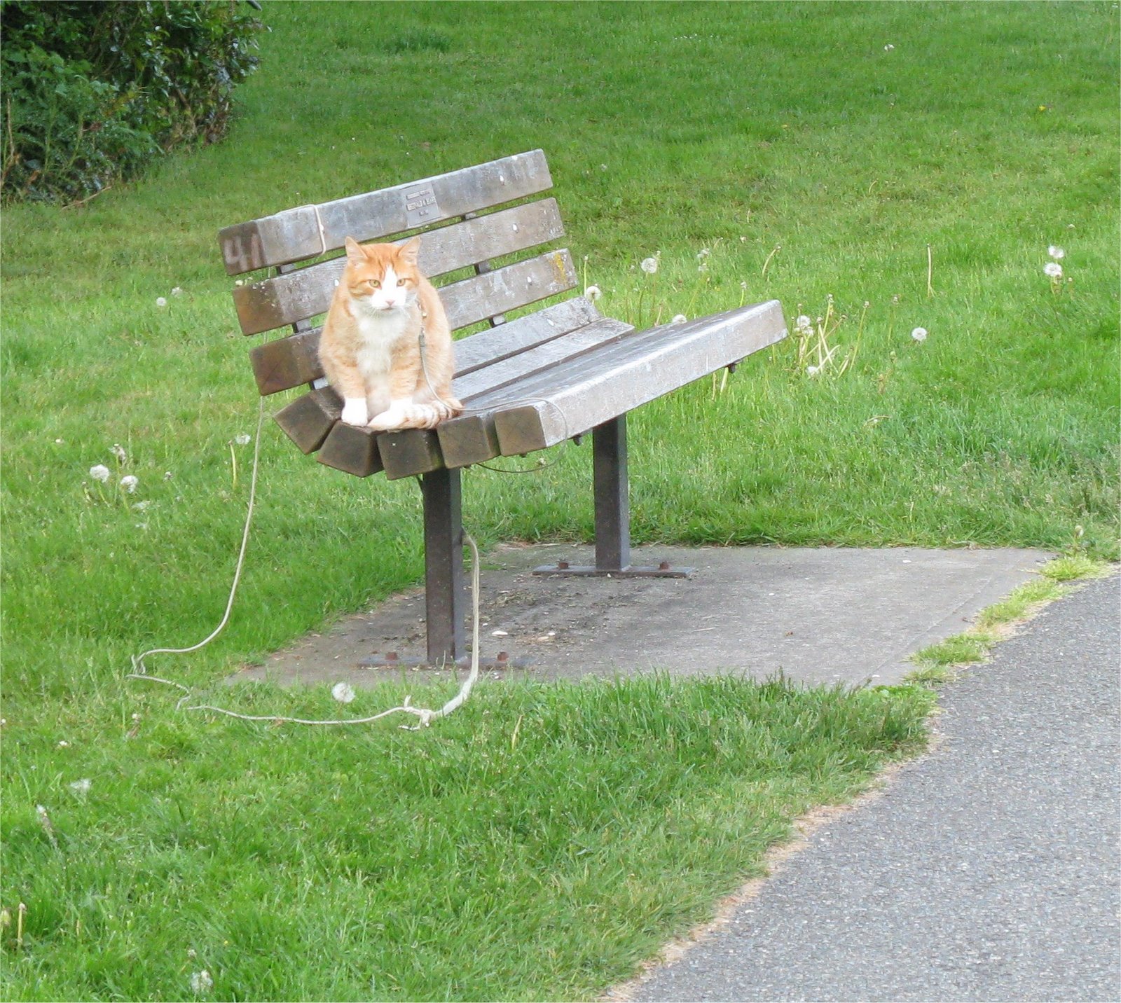 [CatOnALeash.jpg]