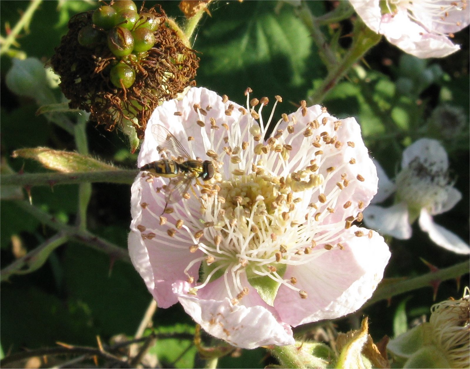 [20090630BlackberryFlowerWasp.jpg]