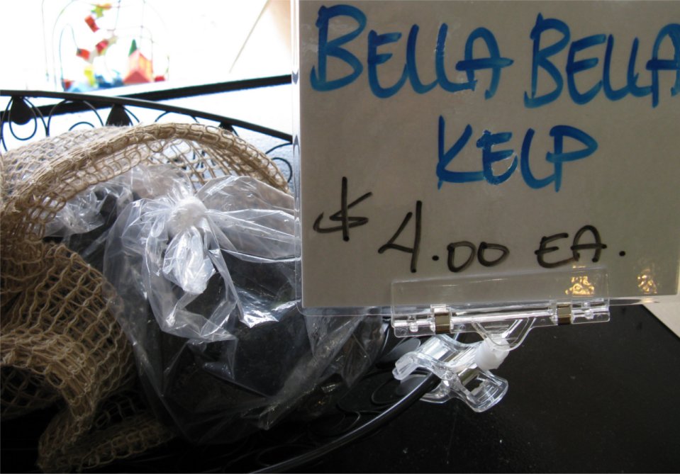 [VillageFamilyMarketKelp.jpg]