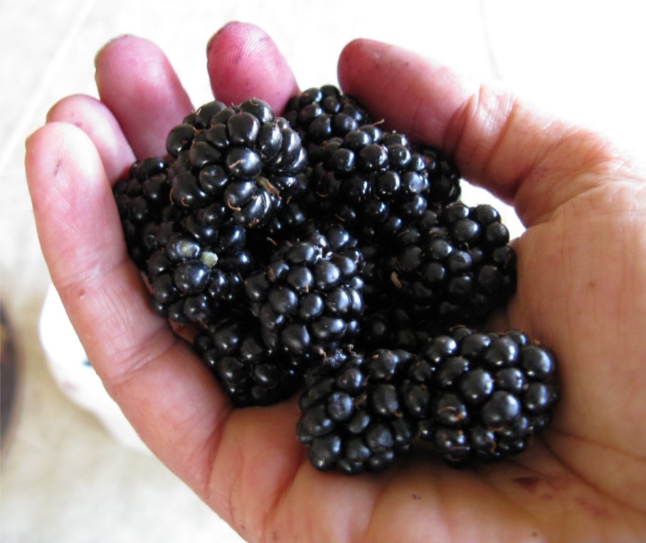 [BlackberriesAugust13.jpg]