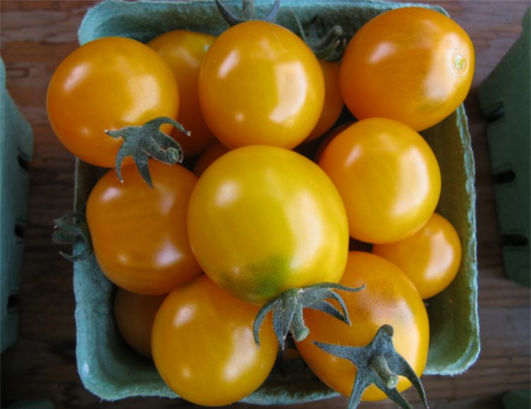 [2009HaliburtonFarmstandTomatoes4.jpg]