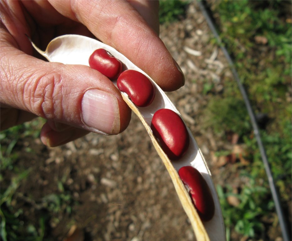 [2009HaliburtonKidneyBeans.jpg]