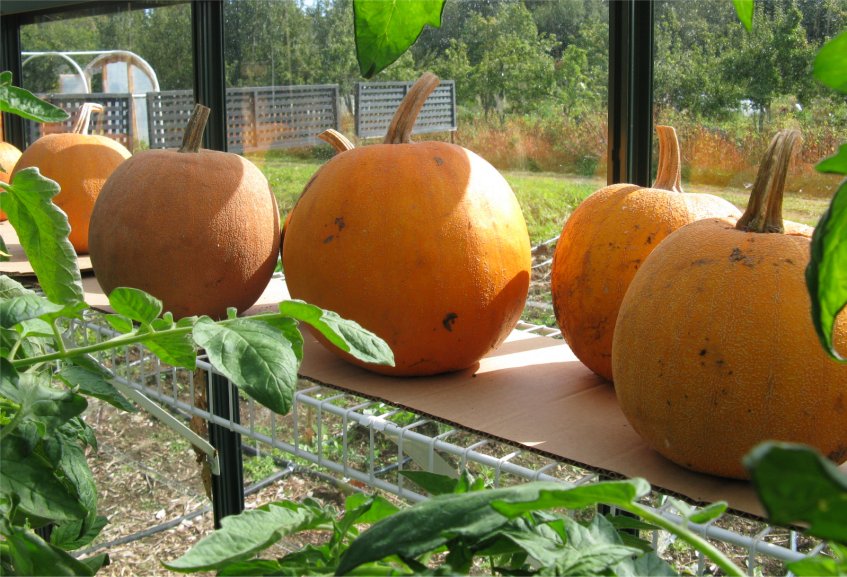 [2009TerraliciousPumpkins.jpg]