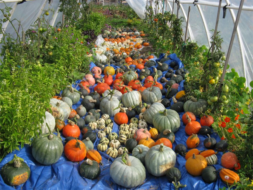 [2009HaliburtonSunbirdSquash.jpg]