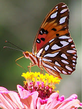 Mariposa