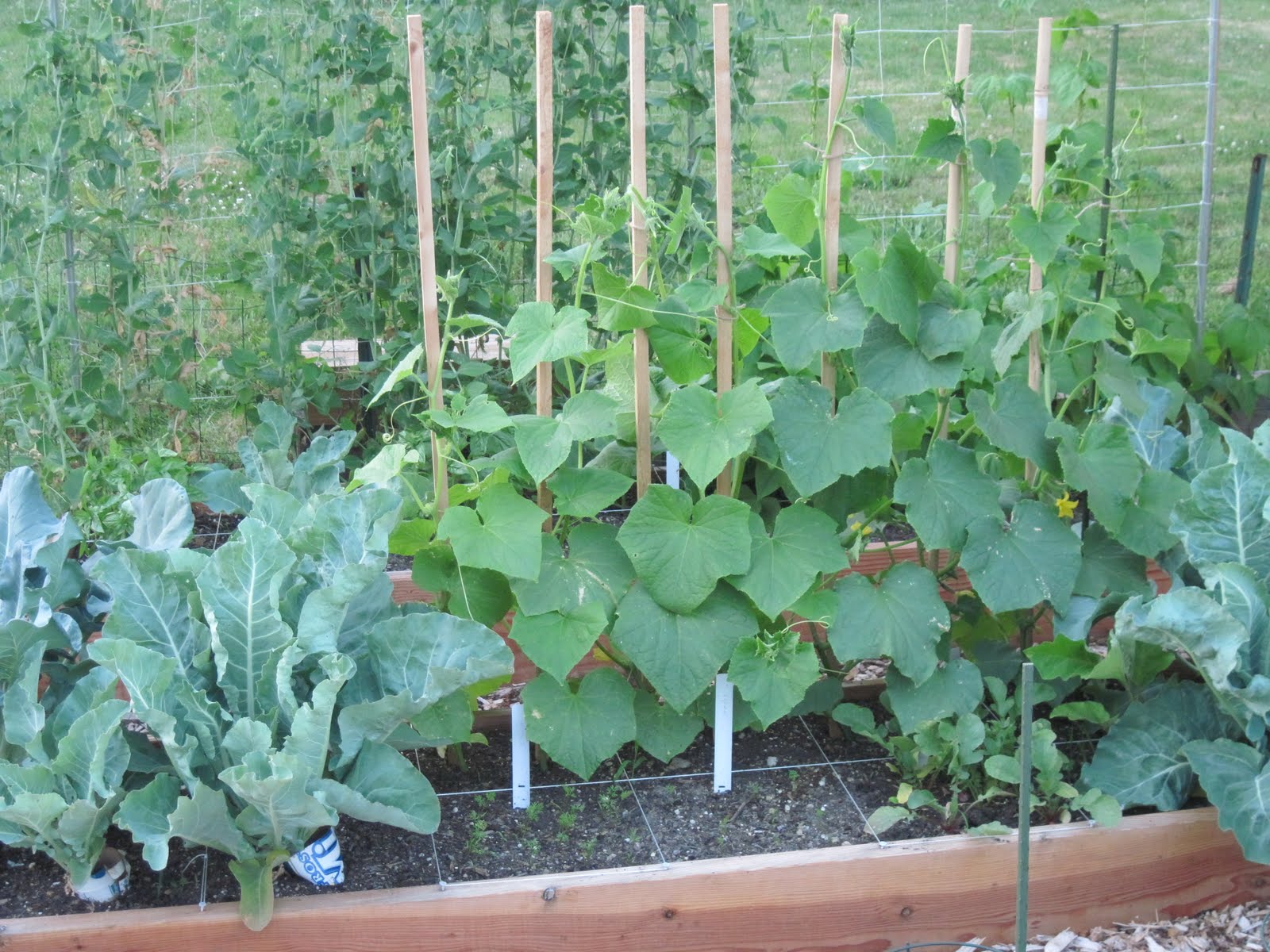Luke's Square Foot Victory Garden