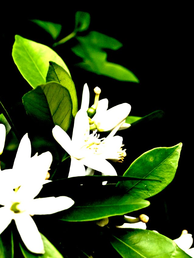 [orange3_by_abawsx.jpg]