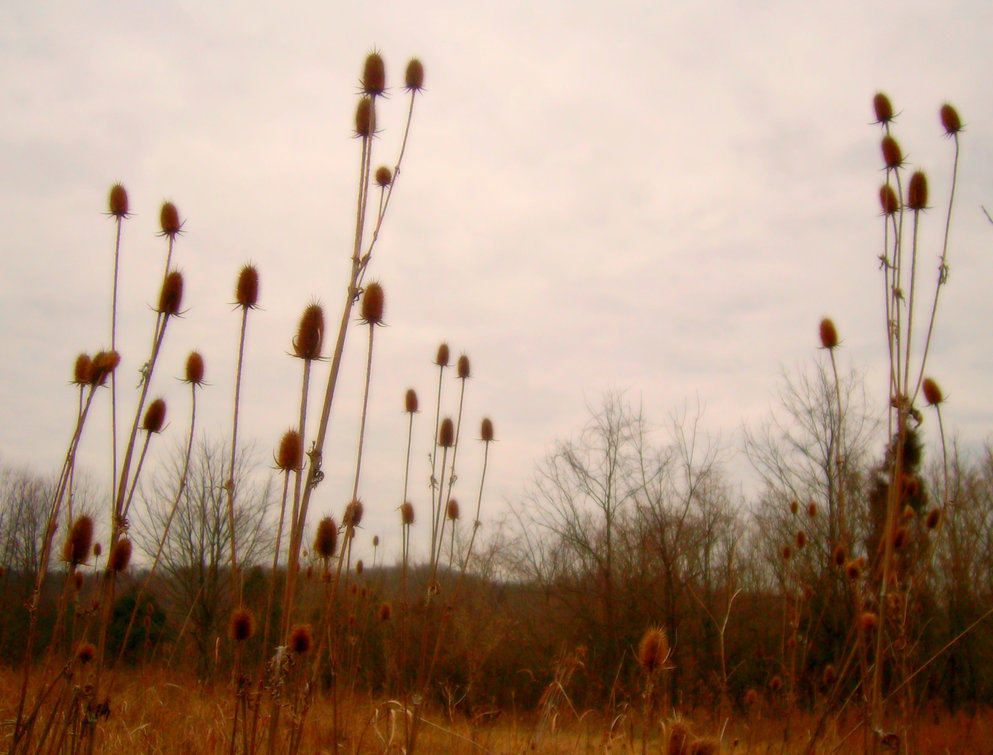 [Dead_Tails__by_captainpaige.jpg]