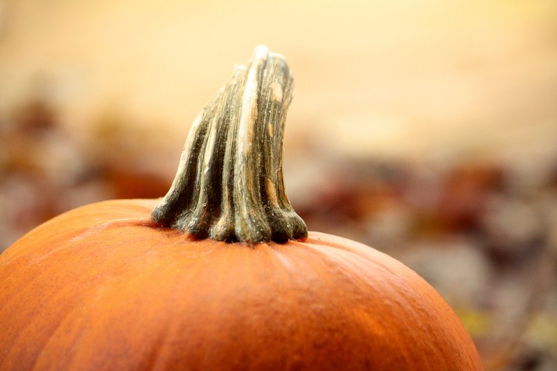 [Pumpkin_Time_by_phantomesse.jpg]