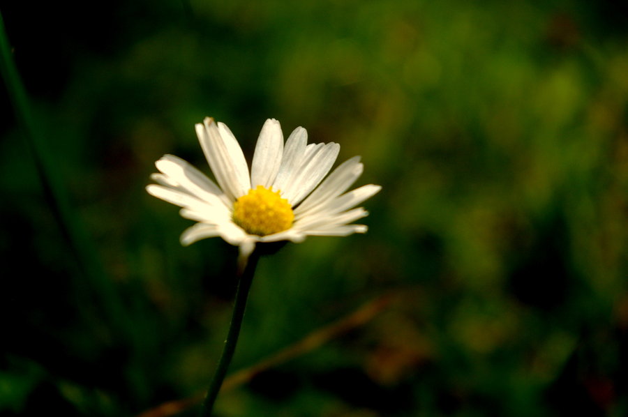 [Nature_Stock_by_lotti_stock.jpg]