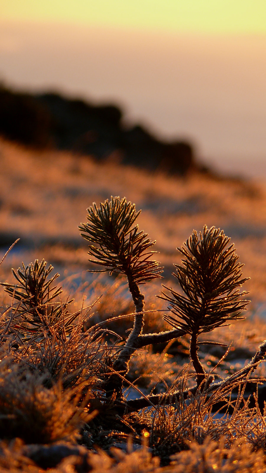 [Lone_Little_Evergreen_by_LobosLeo.jpg]