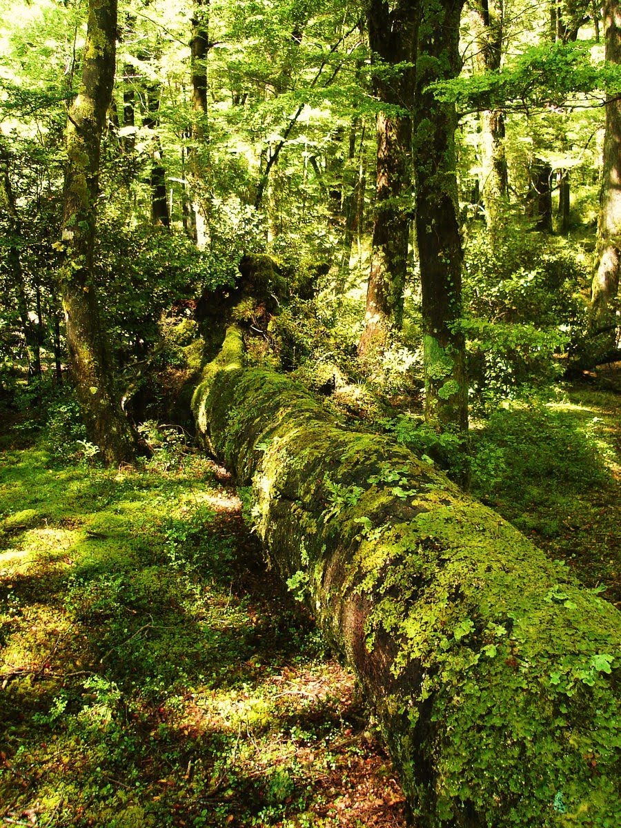 [Green_everywhere_by_triplet_falls.jpg]