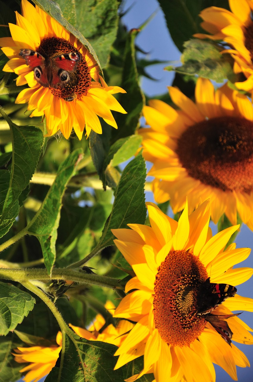 [Summer__s_Insignia_XVIII_by_Kyniek.jpg]