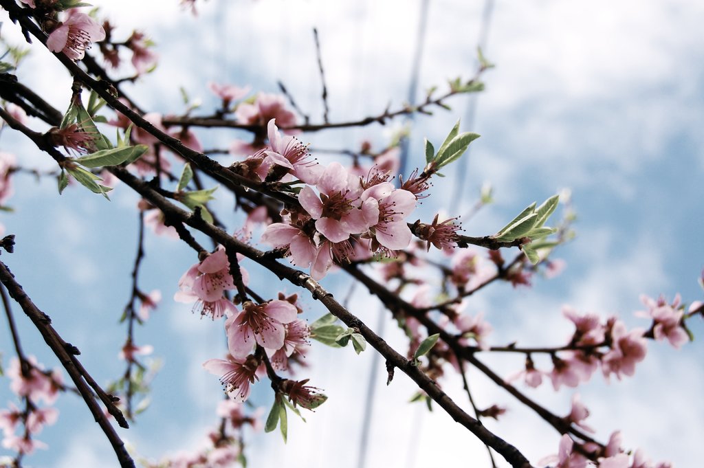 [spring_bloom_by_CornelMosneag.jpg]