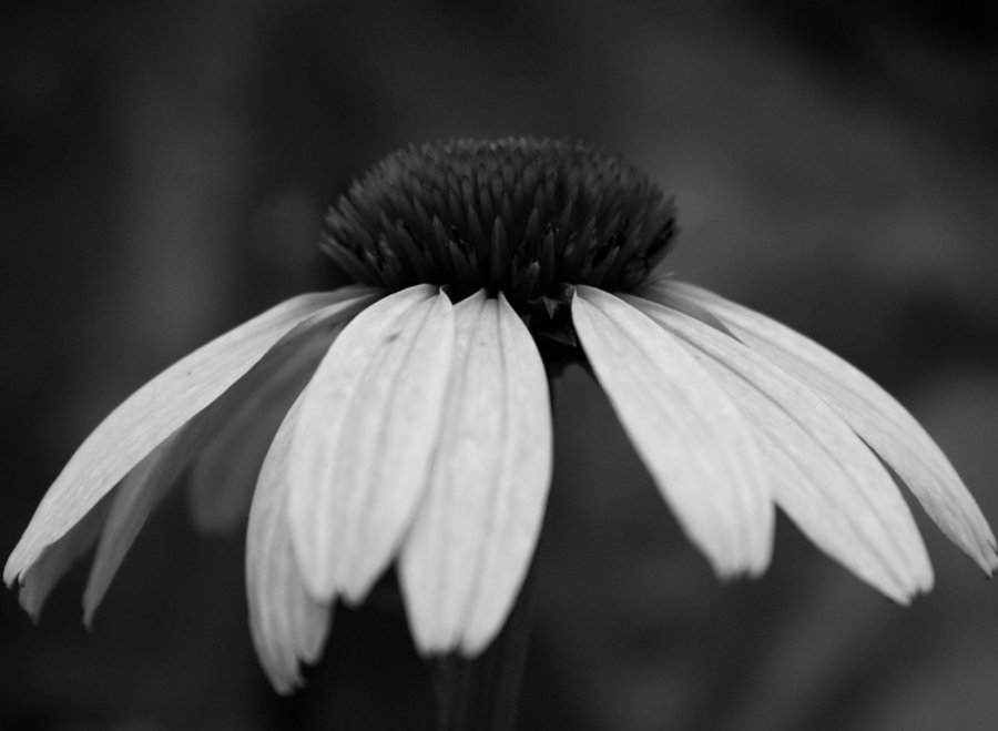 [Grey_by_KimmeeKun.jpg]