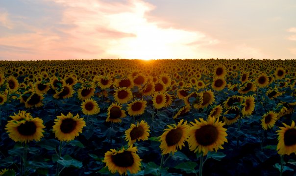 [sunflower_field_by_mezorika.jpg]
