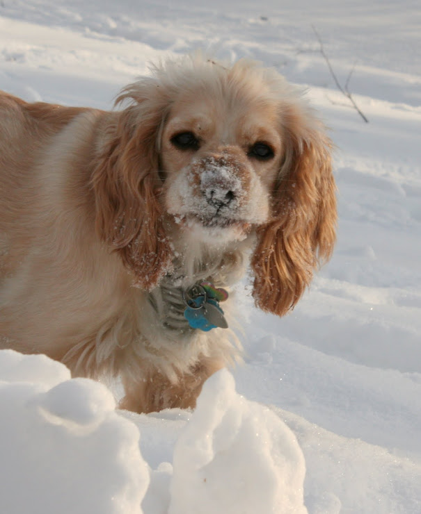 My dog Aspen
