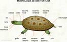 [tortuga.jpg]